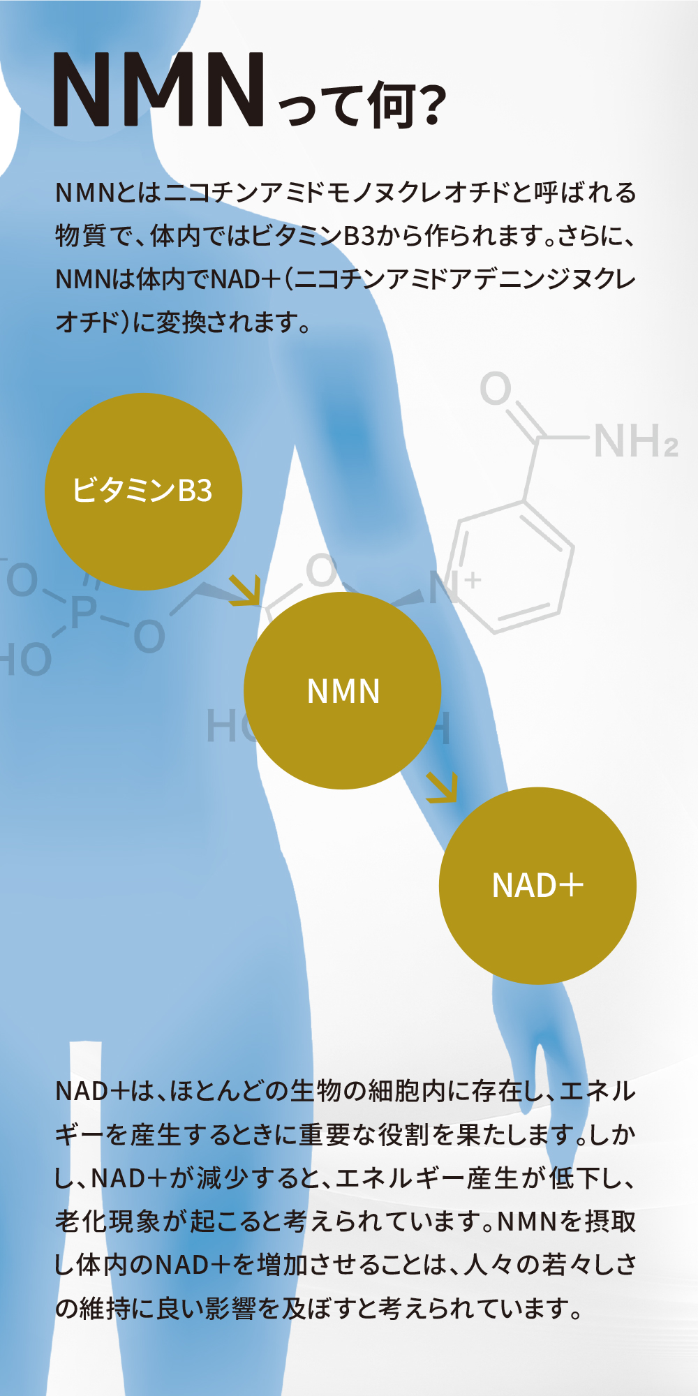 NMNって何？